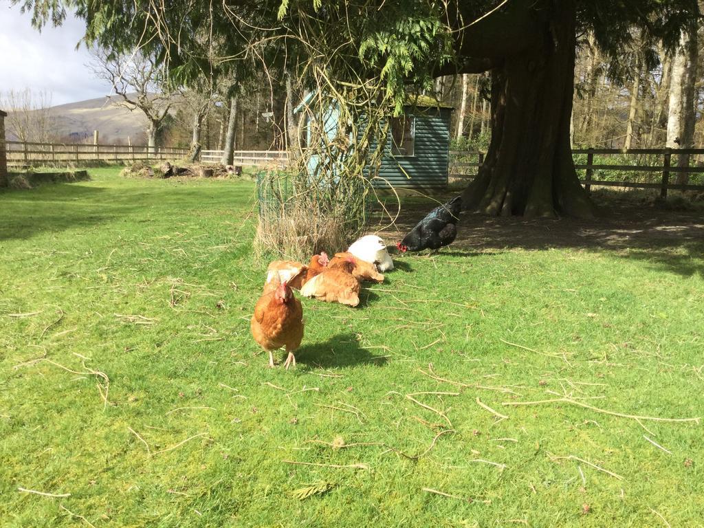 Kennels Cottage 斯特灵 外观 照片
